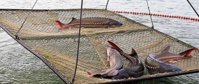 marché international du caviar, Voyage organisé : Immersion dans le monde du caviar, voyage italie, visite élevage esturgeons, visite atelier production caviar, séminaire entreprise, cadeau entreprise, tourisme et gastronomie italie, tourisme caviar