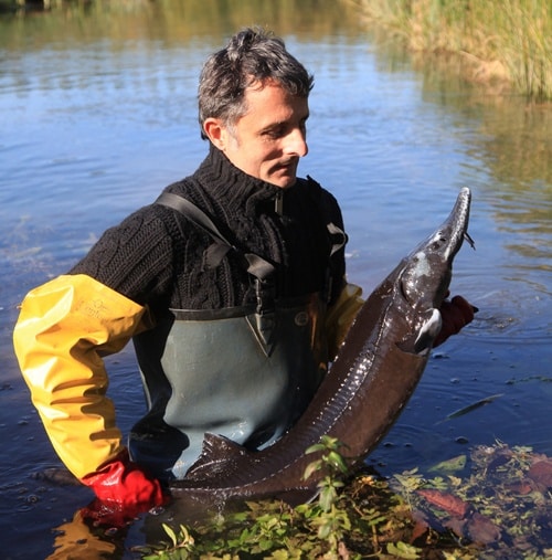 frederic vidal producteur caviar français perle noire