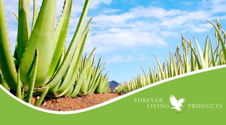 programme affiliation forever living products aloe vera